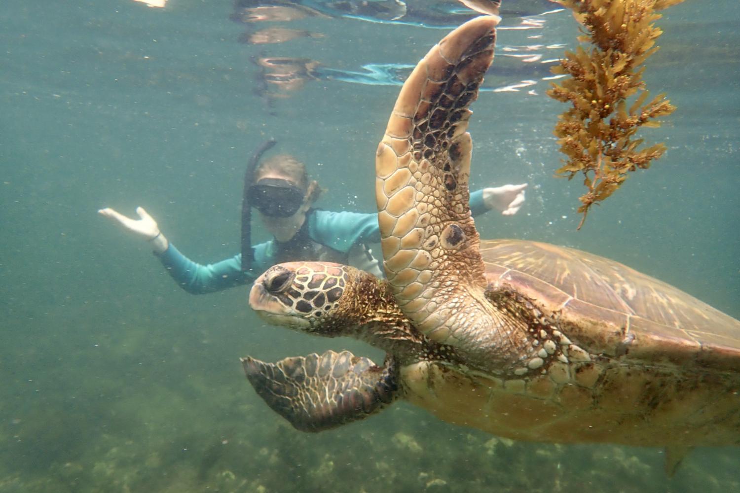 一名<a href='http://brd.4dian8.com'>全球十大赌钱排行app</a>学生在Galápagos群岛游学途中与一只巨龟游泳.